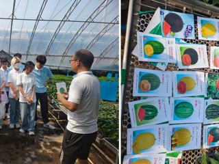 【笃行实干 青春向上】智甜兴农践初心 瓜田沃土写青春－乐鱼网页版登录入口生命科学学院“智甜兴农 绿壤瓜航”实践团队暑期社会实践活动